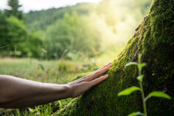 Laurel Park, NC Tree Removal Services Company